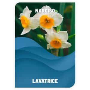 Lavatrice Narciso